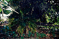 Thumbnail for version as of 13:14, 7 July 2006