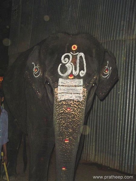 File:Temple elephant 2.jpg