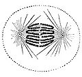 Thumbnail for version as of 19:41, 13 May 2006