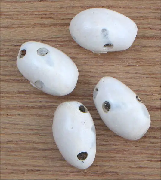 File:Bonenkever Acanthoscelides obtectus.jpg