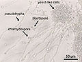 Thumbnail for version as of 14:40, 7 June 2007