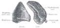 Thumbnail for version as of 13:12, 30 June 2006