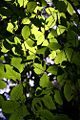 Thumbnail for version as of 23:19, 1 May 2006
