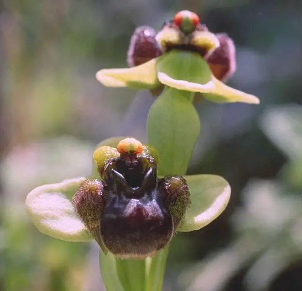 File:Ophrys-bombyliflora.web.jpg