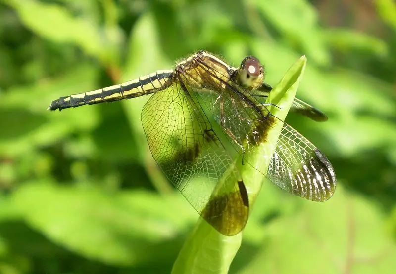 File:Pied paddy skimmer female.JPG