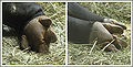 Thumbnail for version as of 00:29, 15 August 2007