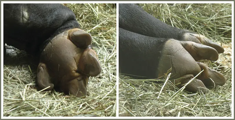 File:Tapir hooves.jpg