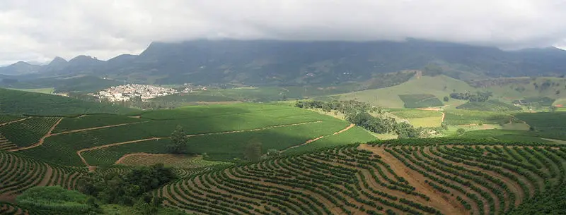 File:Coffee Plantation.jpg