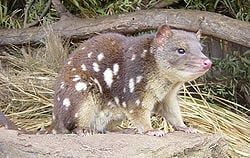 A quoll