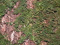 Thumbnail for version as of 11:47, 6 May 2008