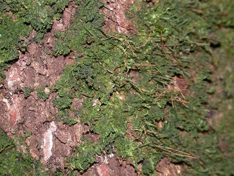 File:Dendroceros.jpg
