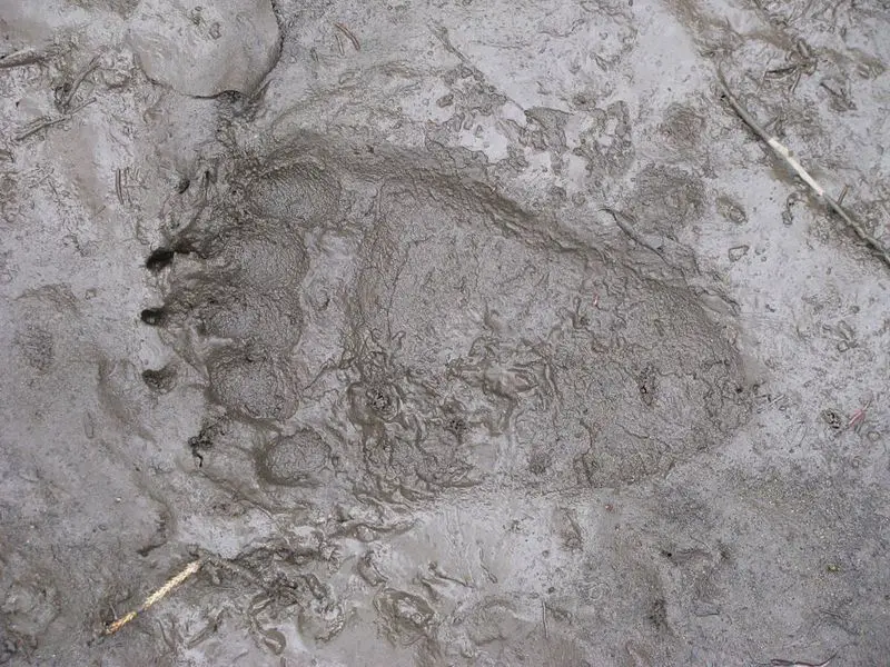 File:Grizzly rear paw print.jpg