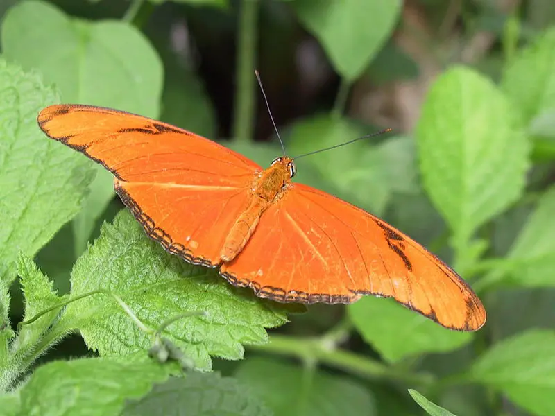 File:Julia-heliconian-butterfly.jpg