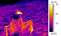 Thumbnail for version as of 23:19, 25 May 2007