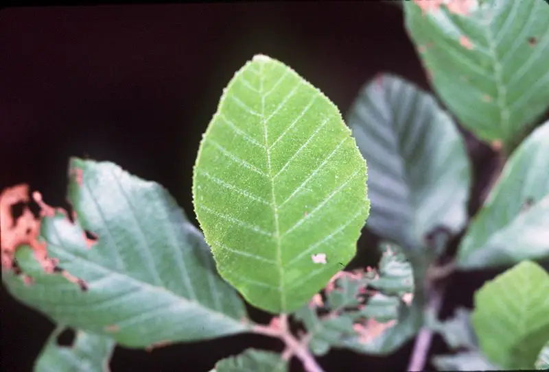 File:Alnus serrulata leaves.jpg