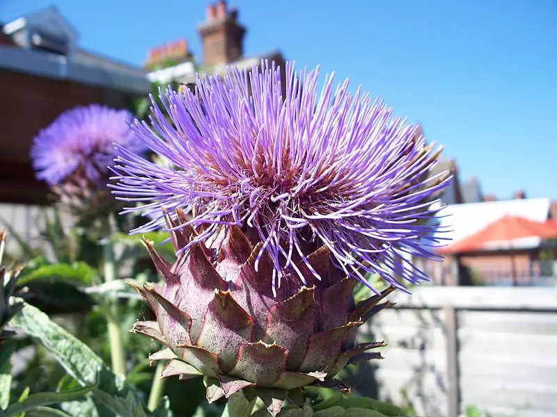File:Artichokeflower.jpg