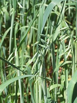 Oat plants with inflorescences