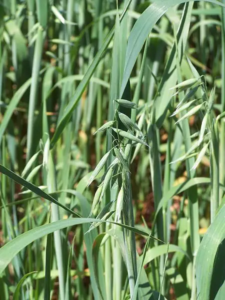 File:Avena sativa L.jpg