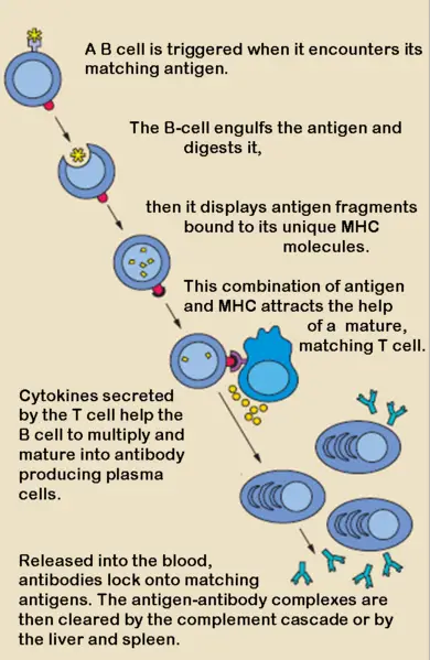 File:B cell activation.png