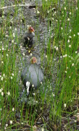 Coot - New World Encyclopedia