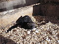 Thumbnail for version as of 02:53, 20 November 2008