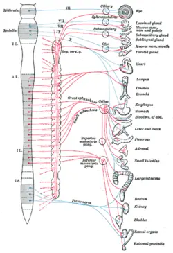 Parasympathetic Nervous System New World Encyclopedia