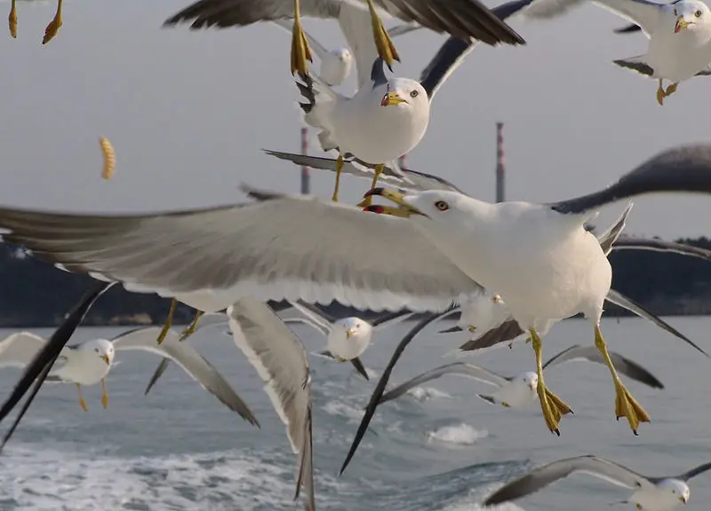 File:Gulls in air13.jpg