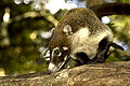 Thumbnail for version as of 15:56, 20 September 2007