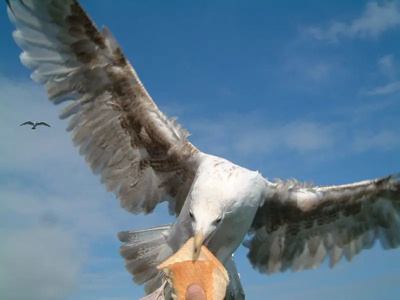 File:Seagul Brighton-eating.jpg