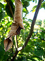 Thumbnail for version as of 23:19, 11 January 2007