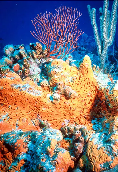 File:Elephant-ear-sponge.jpg