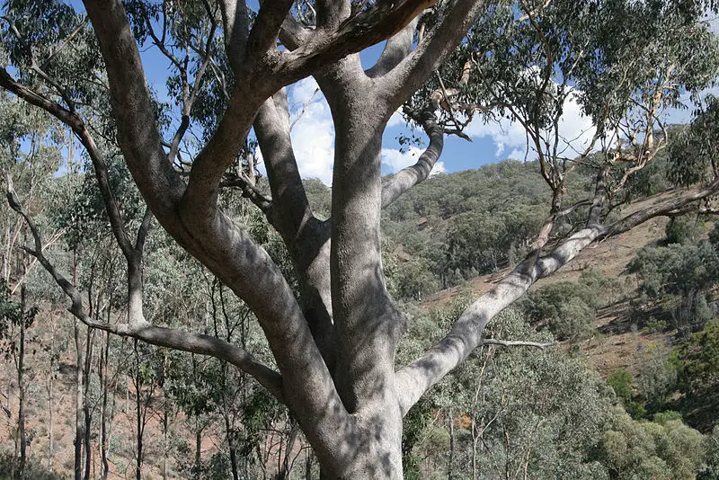 File:Eucalypt forest.jpg