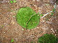Thumbnail for version as of 21:02, 8 December 2008