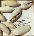 Thumbnail for version as of 02:37, 11 January 2007