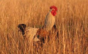 A Rooster (male chicken)