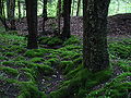 Thumbnail for version as of 21:04, 8 December 2008
