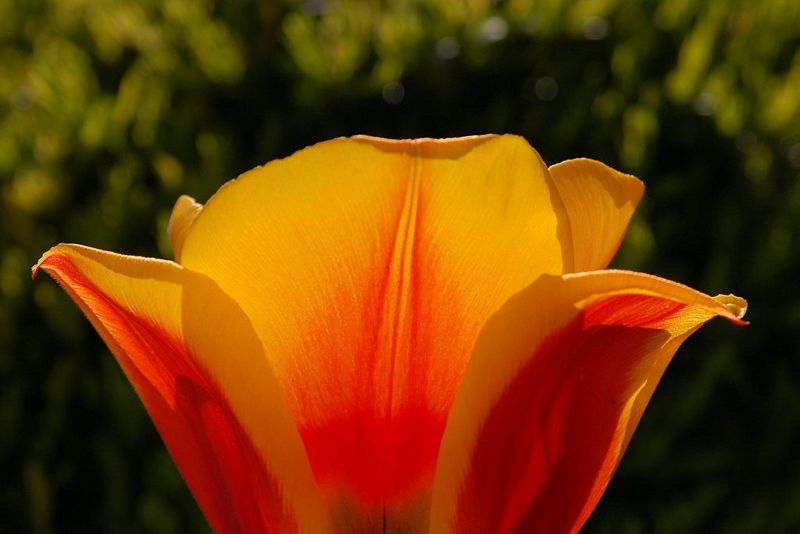File:Tulip, jvdc.jpg