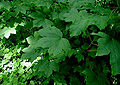 Thumbnail for version as of 00:53, 1 November 2007