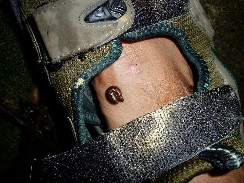 File:Attached Leech.jpg