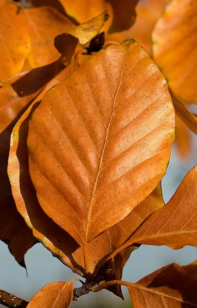 File:Fagus sylvatica autumn colour.jpg