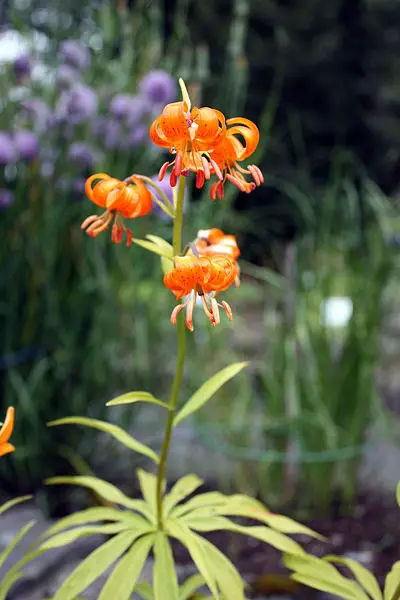 File:Lilium medeoloides 220708.JPG