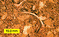 Thumbnail for version as of 02:19, 7 January 2009
