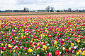 Thumbnail for version as of 01:12, 30 October 2007