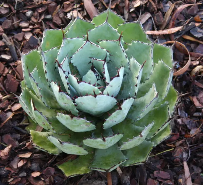 File:Agave potatorum Kichiokan.jpg