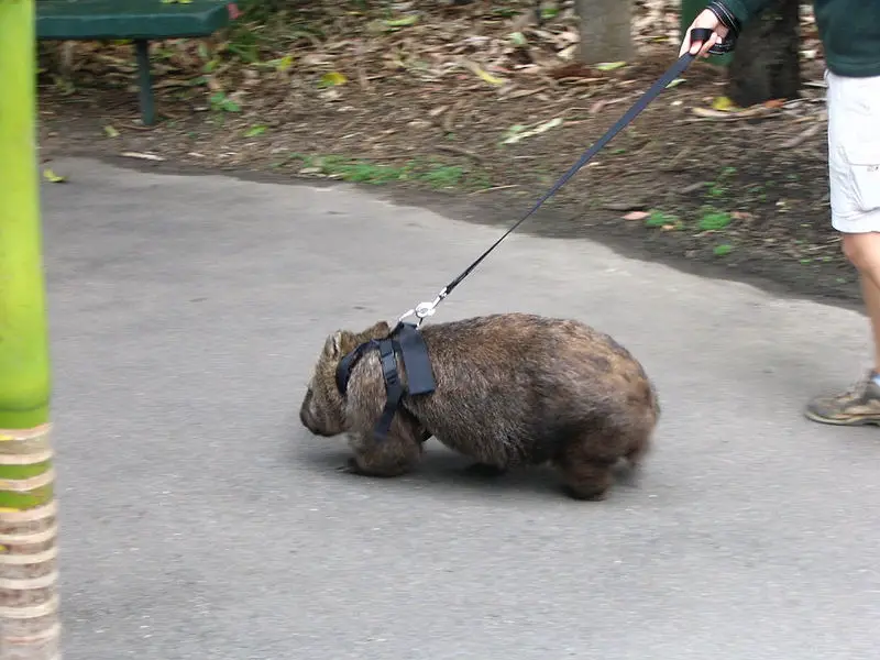File:Australia zoo wombat 2.jpg