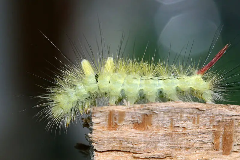 File:Calliteara pudibunda 20.jpg