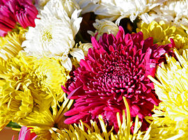 A cluster of chrysanthemums