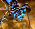 Thumbnail for version as of 22:05, 4 June 2008