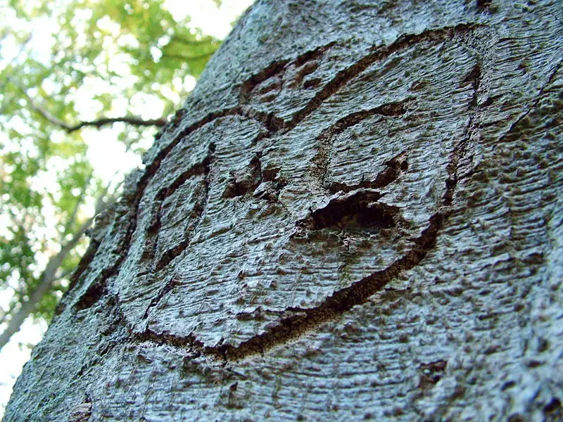 File:HeartCarvedInTrea.jpg