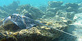 Thumbnail for version as of 02:05, 3 June 2008